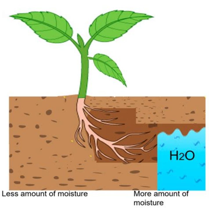 Can a wilted plant absorb water?
