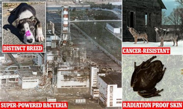 Can an animal be radioactive?