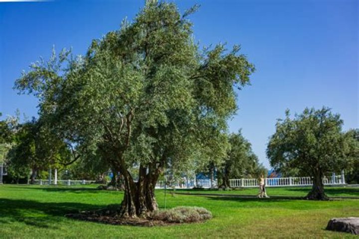 Can an olive tree live over 2000 years?