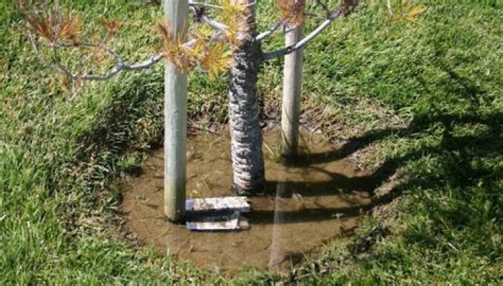 Can an overwatered pine tree be saved?