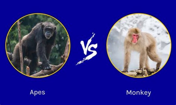 Can apes eat ice cream?