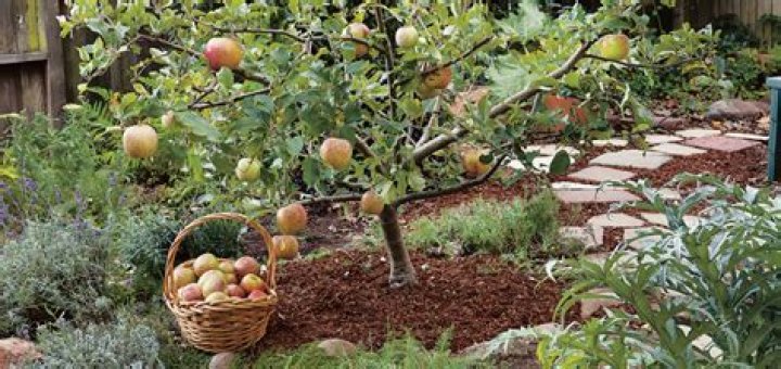 Can apple trees be planted alone?