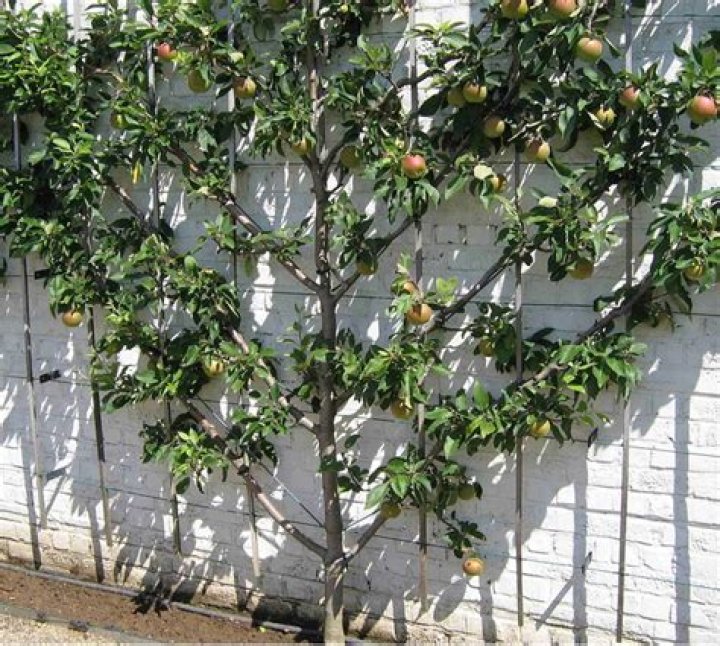 Can apricot trees be espaliered?