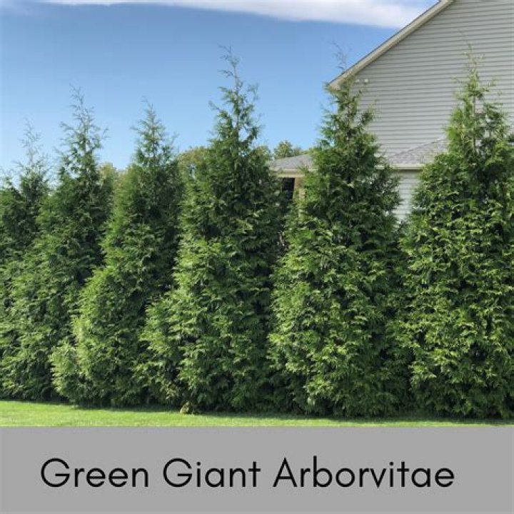 Can arborvitae grow next to a fence?
