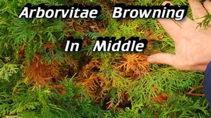 Can arborvitae recover from browning?