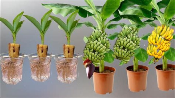 Can banana trees be transplanted?