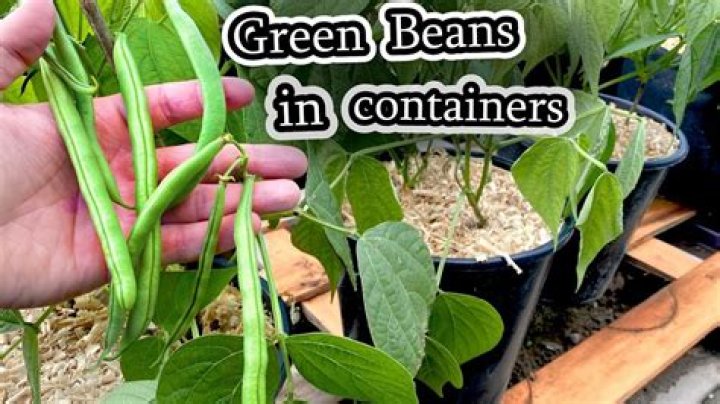 Can beans be planted with broccoli?