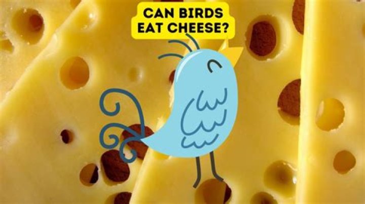 Can birds eat cheese doodles?