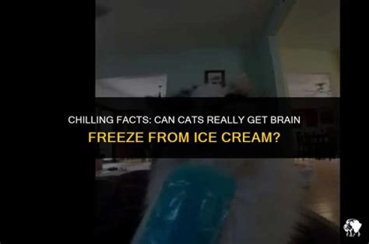 Can cats get brain freeze from ice cream?