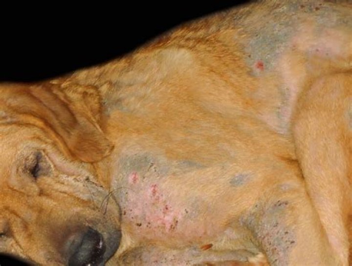 Can dogs get burnt?