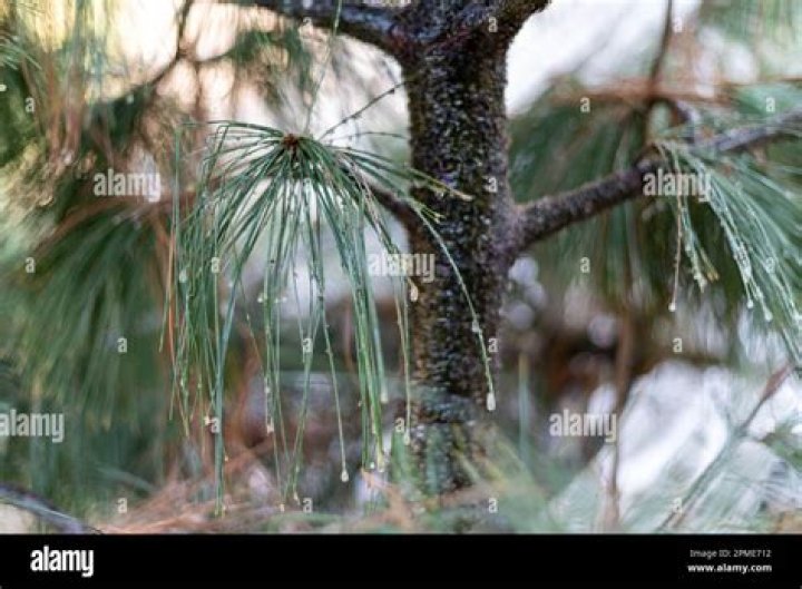 Can dying pine trees be saved?