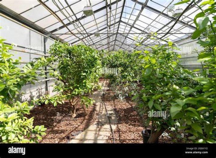 Can fig trees grow in a greenhouse?