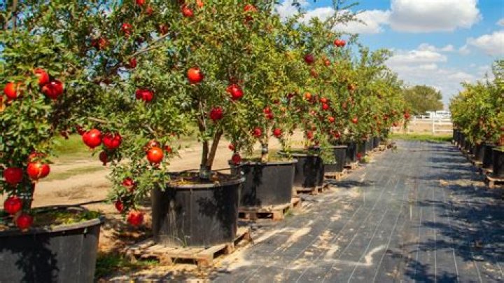 Can fruit trees survive in pots?