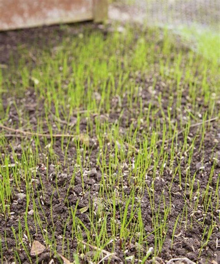 Can grass grow in doors?