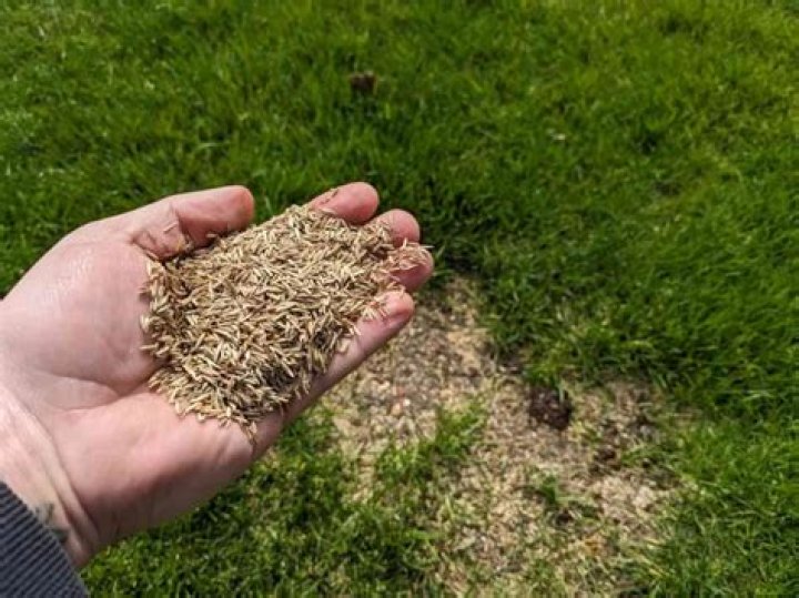 Can grass seed be used next year?