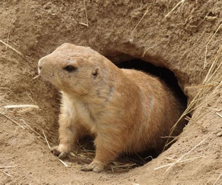 Can groundhogs dig through brick?