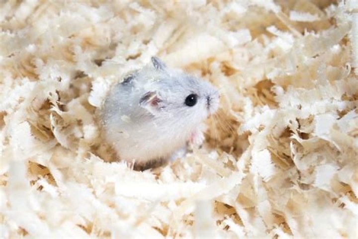 Can hamsters die from burrowing?