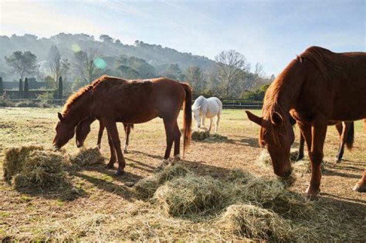 Can horses just eat grass and hay?