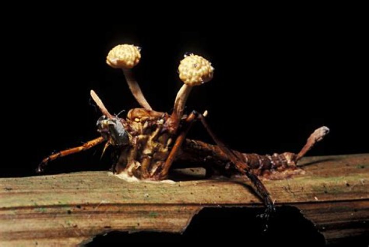 Can humans get infected with Cordyceps?