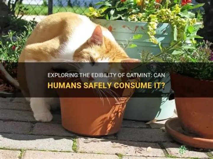 Can humans safely eat grass?