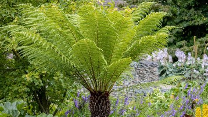 Can I bring my ferns inside for the winter?