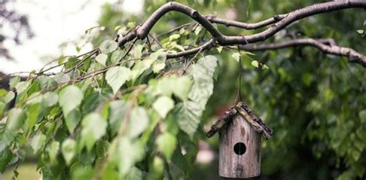 Can I burn freshly cut branches?