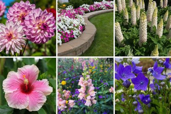 Can I buy flowers for my garden online?