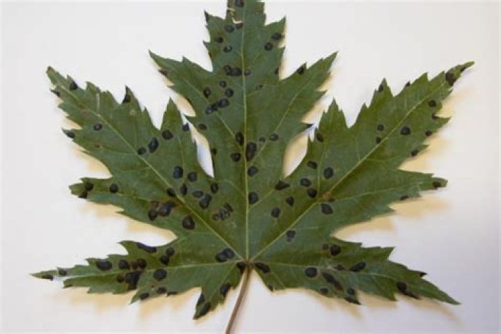 Can I compost maple leaves with black spots?