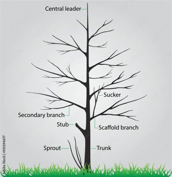 Can I cut branches off an oak tree?