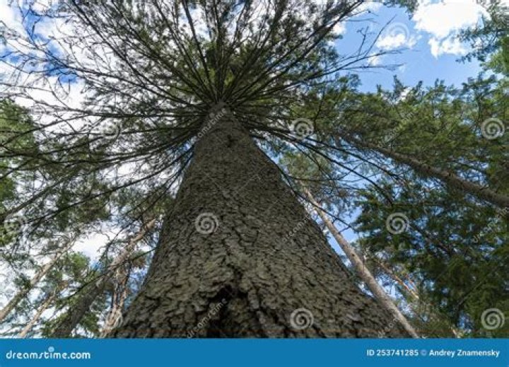 Can I cut the top off a pine tree?