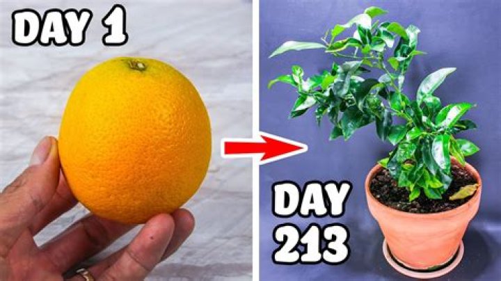 Can I cut the top off my orange tree?