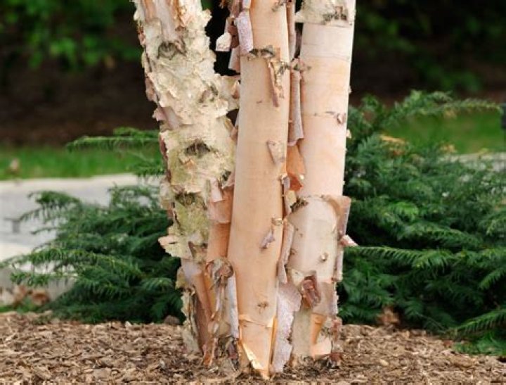 Can I grow a birch tree in a container?