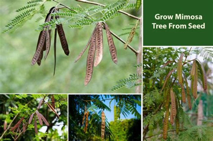 Can I grow a mimosa tree from seed?