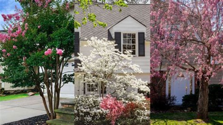 Can I plant an oak tree in my front yard?