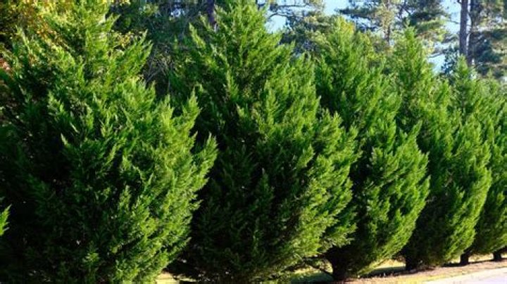 Can I plant Leyland cypress in March?