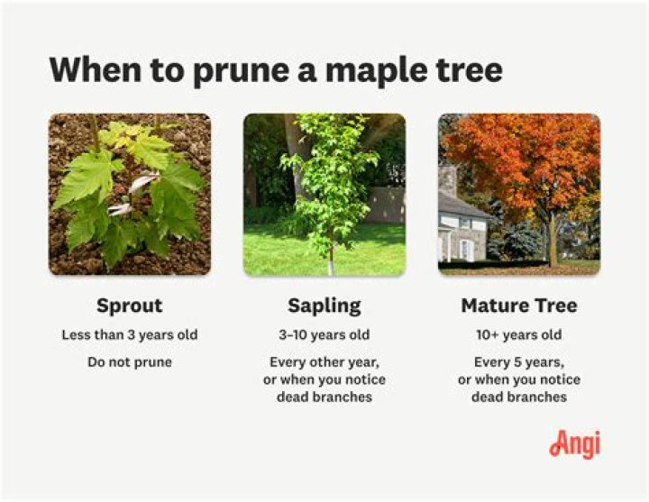 Can I prune a maple tree in summer?