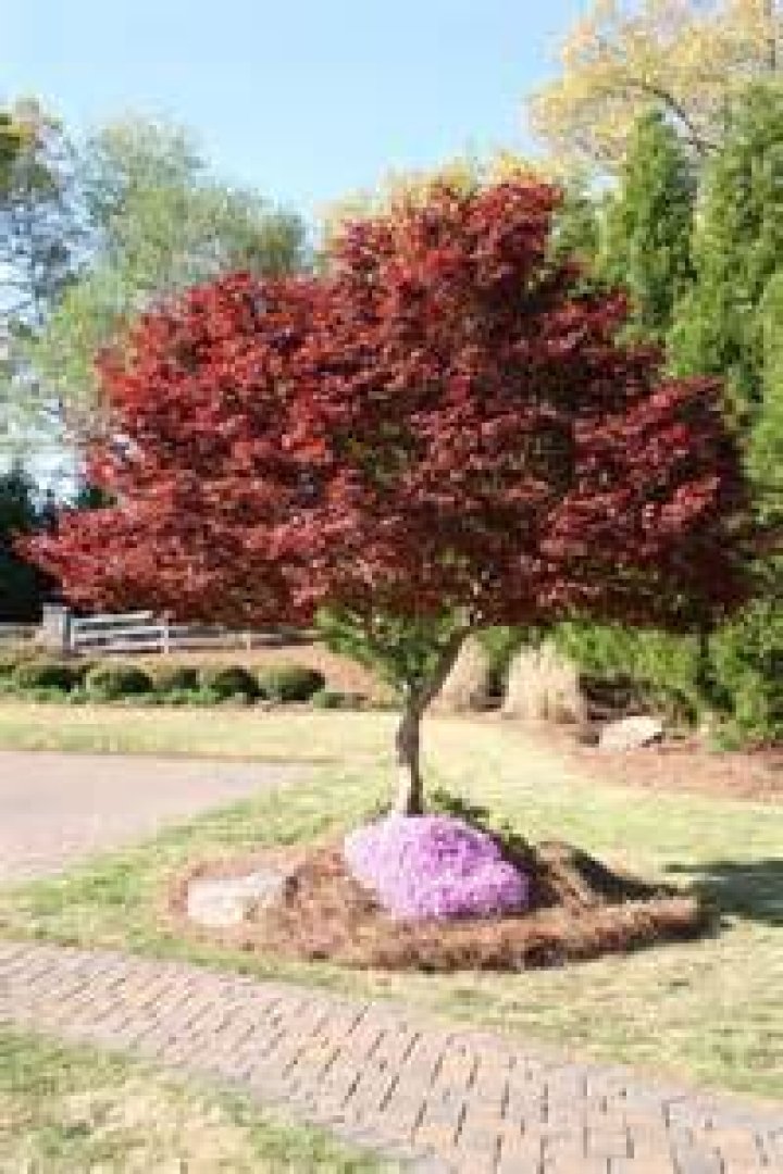 Can I prune a newly planted Japanese maple?