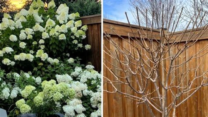 Can I prune my hydrangea in the fall?