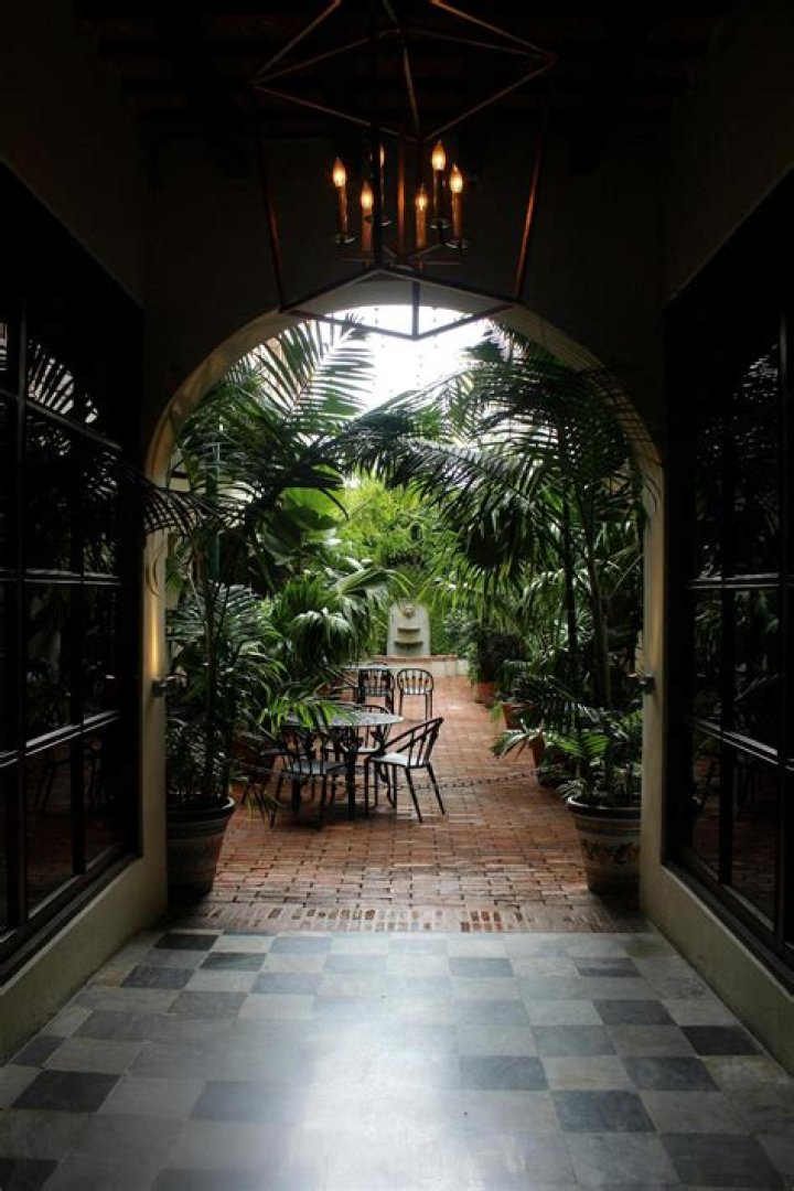 Can I put my bird of paradise outside?