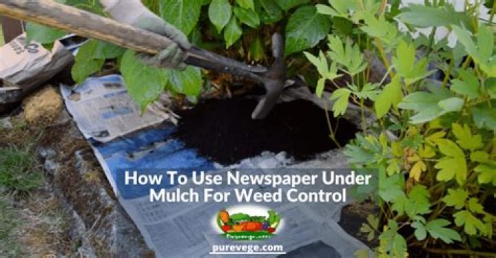 Can I put newspaper under mulch?