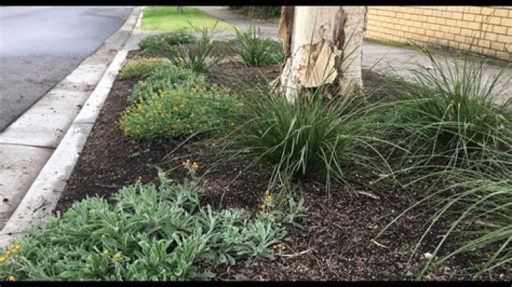 Can I remove tree on nature strip?