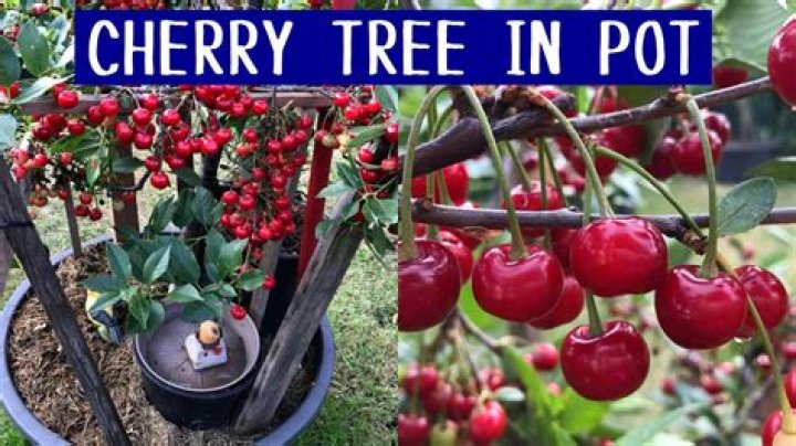 Can I repot my cherry tree now?