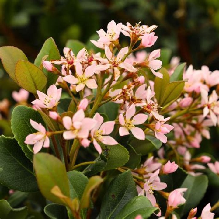 Can I save my Indian hawthorn?