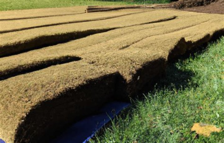 Can I sod in late fall?