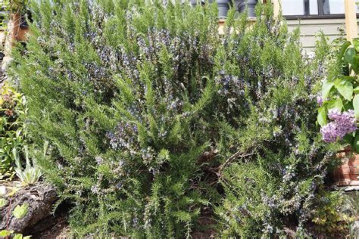 Can I transplant a large rosemary bush?