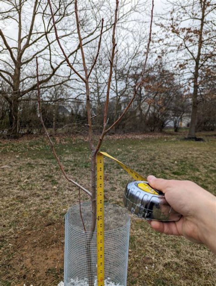 Can I use Miracle Grow on newly planted trees?