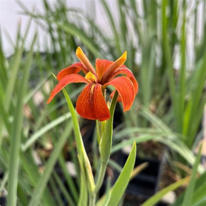 Can iris be planted in summer?