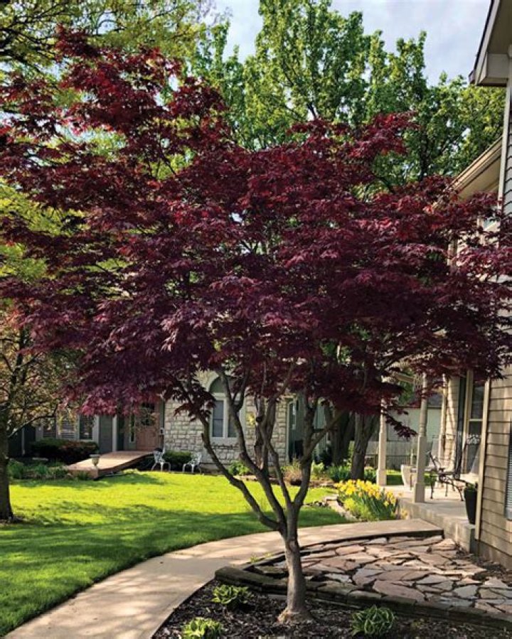 Can Japanese maples get blight?