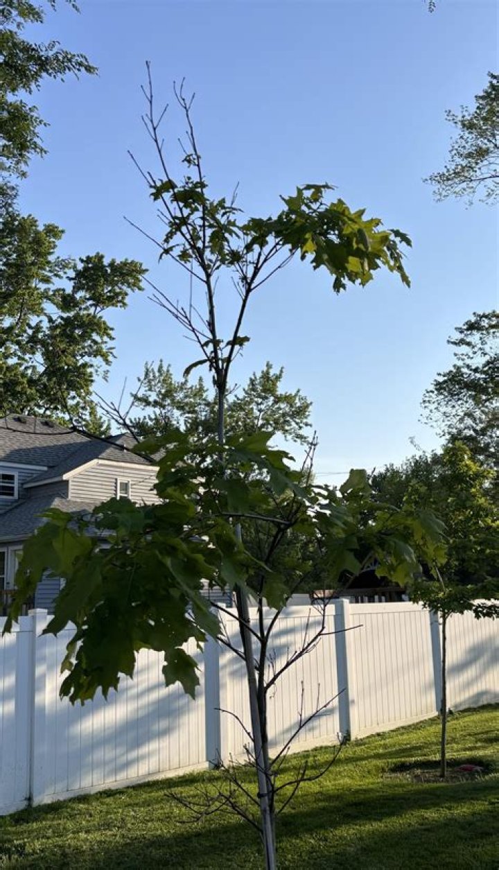 Can large oak trees be transplanted?