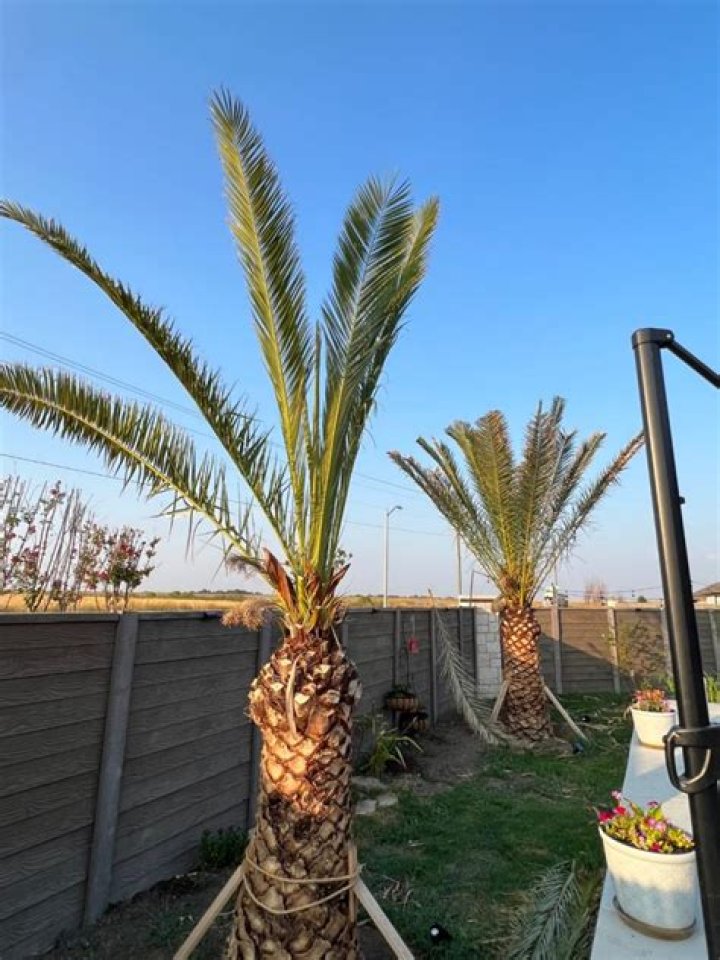 Can large palm trees be transplanted?